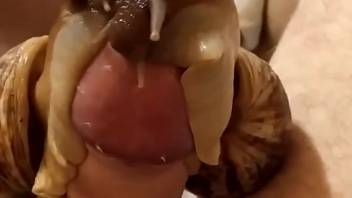 Aroused guy jerks off with snails on his penis