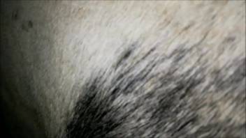 Aroused guy yearns to anally penetrate his horse and ejaculate inside