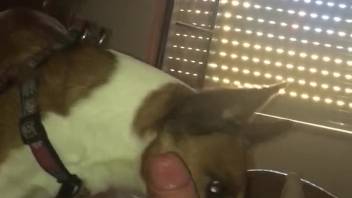 Guy's dick is satisfied in first-person view by a hot canine