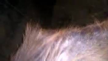 Guy's massive black cock will stretch wide every beast at the ranch