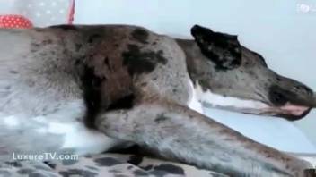 Masked stunner mounting a canine's scarlet penis live on webcam