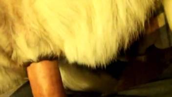 Guy's rigid dick banging a hot beast from the back