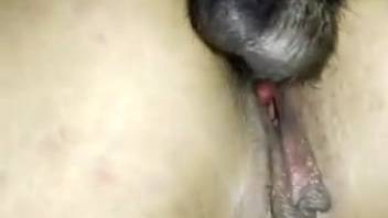 Narrow beginner butt and pussy fucking with a shaggy dog