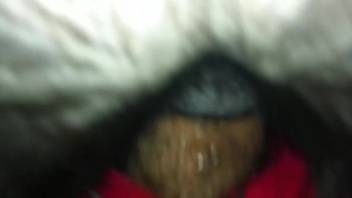 Hot bitch blowing cock prior to getting it in her steamy snatch