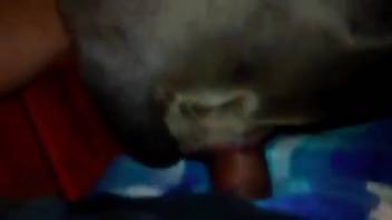 Guy ravaging a beast's narrow opening with his dick