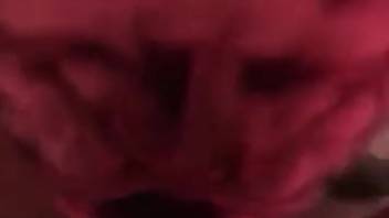 Hot bulldog shoves its muzzle into the mistress's cunt