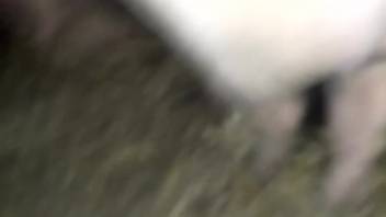 Swine's anus being stretched wide in a bizarre adult film