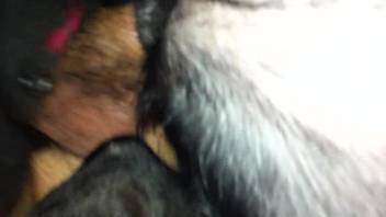 Guy overpowers a beast's steamy pussy with his dick