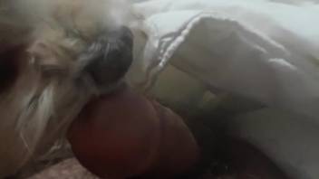 Furry dick guy receives tongue action from a hot pup in this spot
