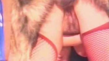 Older woman in crimson underwear intense fucking with spouse and canine