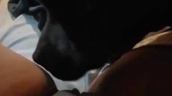 First-person animal sex tease that'll get you off