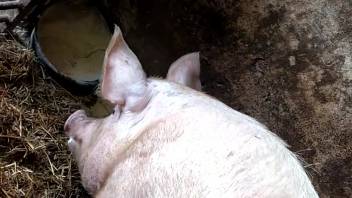 Granjero cachondo dedeando el coñito rosa del cerdo