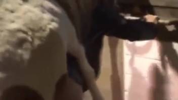 Curvy babe with a dripping cunt screws a beast