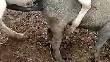 Horse penetrate pig