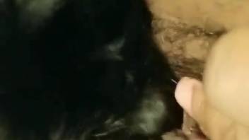 Detailed footage of a black canine penis in close-up, and nothing else