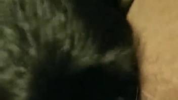 Guy overpowering a canine's cock with his rigid erection