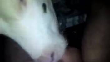 Evening zoophilia act featuring a fellating bovine female