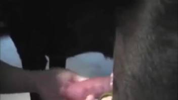 Voluptuous vixen tonguing a massive dick on camera