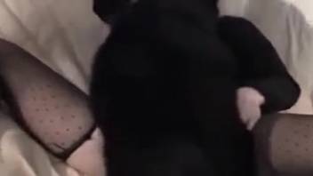 Canine tongues lady's vagina before penetrating her in superb adult clip