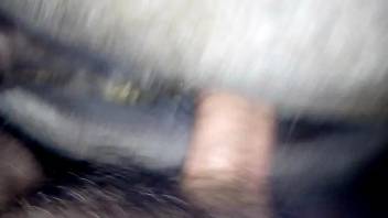 Guy banging a female horse's juicy cunt doggy style
