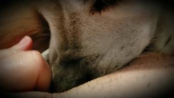 Aroused guy is set to screw his canine in a savage animal webcam bang