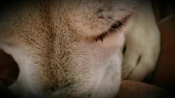 Intimate zoophilia footage featuring an extremely alluring creature