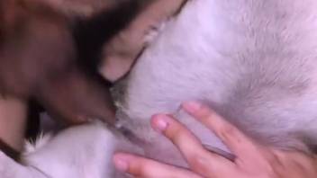 Guy with a throbbing veined dick pounding a bitch's soaked cunt
