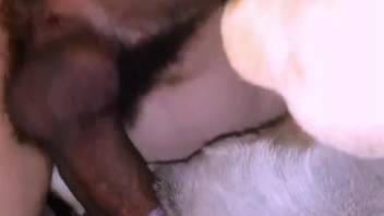 Guy's rigid dick wrecking that creature's snug orifice