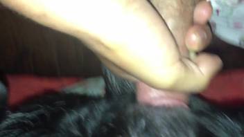 Guy's stiff dick thrusting into a aroused female dog's vagina