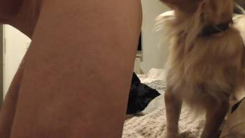 Guy thrusts his cock deep into a dog's throat in high-def video