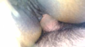 Guy thrusts his dick into an animal's steamy pussy (close-up)