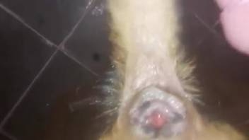 Cara furando o buraco apertado de um animal em um vídeo POV