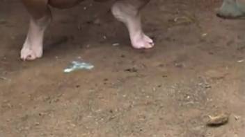 Naked chick roughly pounded by a horse