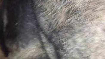 Guy vigorously pounding a wild beast's tight hole from behind