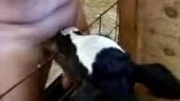 Guy shoves his cock into the young calf's mouth