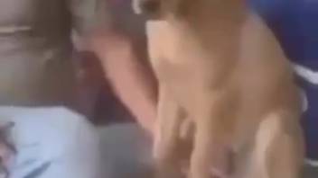 Elderly guy craves his canine's cock for multiple sessions of bestiality