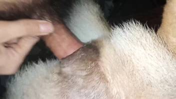 Guy with hairy dick pounding a obedient beast deeply