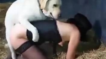 Alluring brunette with a hot ass in seductive lingerie, intense bestiality dog penetration
