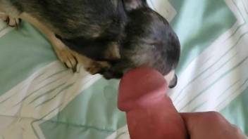 Guy shoots his cum all over a freaky-appearing mutt