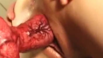 Naked blond woman deepthroats the canine penis before inserting it into her vagina