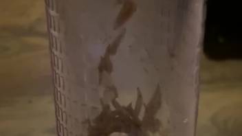 Arrogant dude stores his stiff penis in a container packed with worms