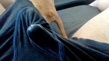 Aroused guy desires to have the dog lick his cock