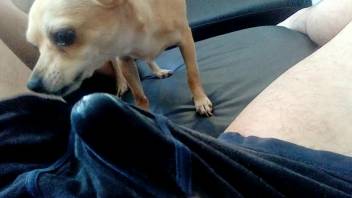 Perro lame la polla del hombre cuando intenta pajearse en cámara