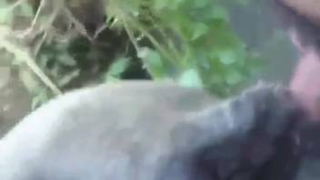 Hot beast preparing its orifice for intense bestiality action