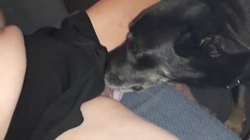 Steamy beast licking a newbie's moist vagina in high definition