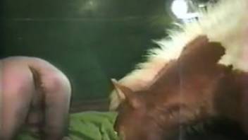Guy screwing a hot pony in a homosexual animal sex clip