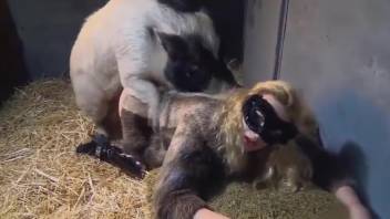 Swine lover and various sexy beast-banging sluts available right here