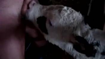 Guy screwing a hot goat on camera