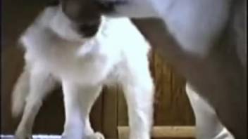 Guy's cock being satisfied by an innocent young pup