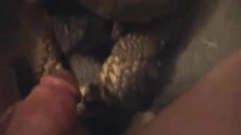 Guy screwing a turtle's hot throat in a first-person view clip